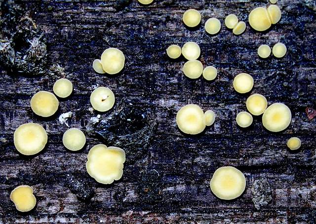 Ritorno  nel  bosco  alluvionale  di  Flh